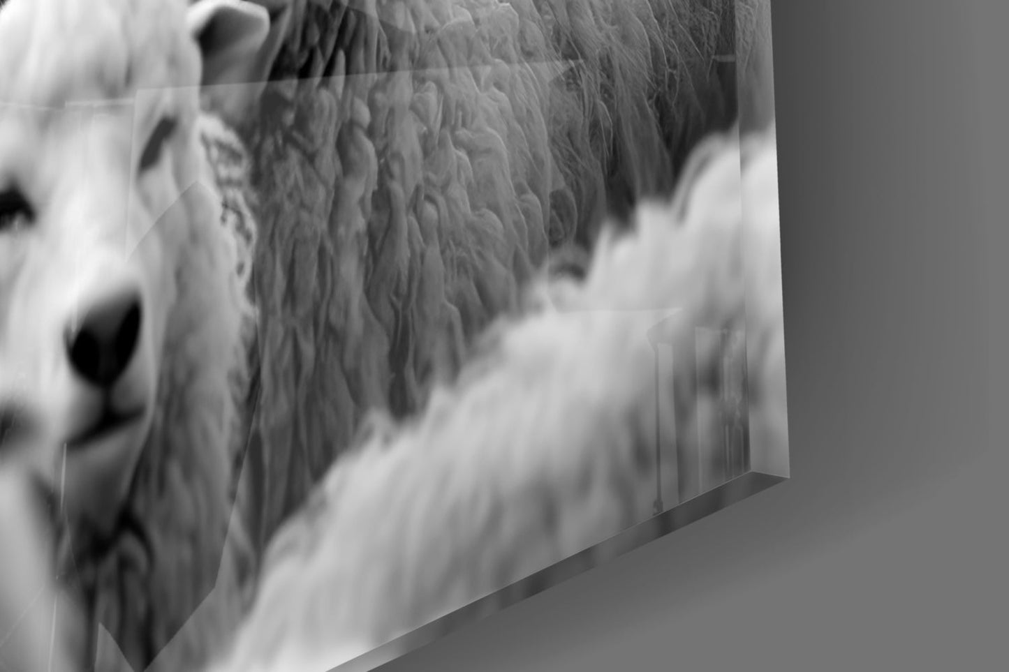 Wolf in Sheep's Clothing Glass Wall Art || Designer Collection