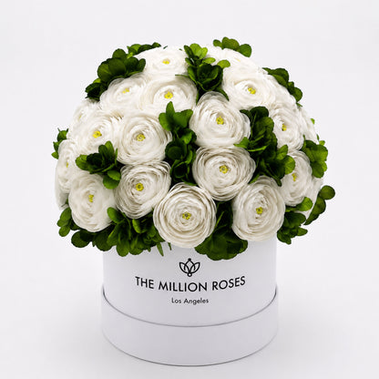 Classic White Box | White Persian Buttercups & Green Hydrangeas